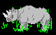 The world needs RHINOS 